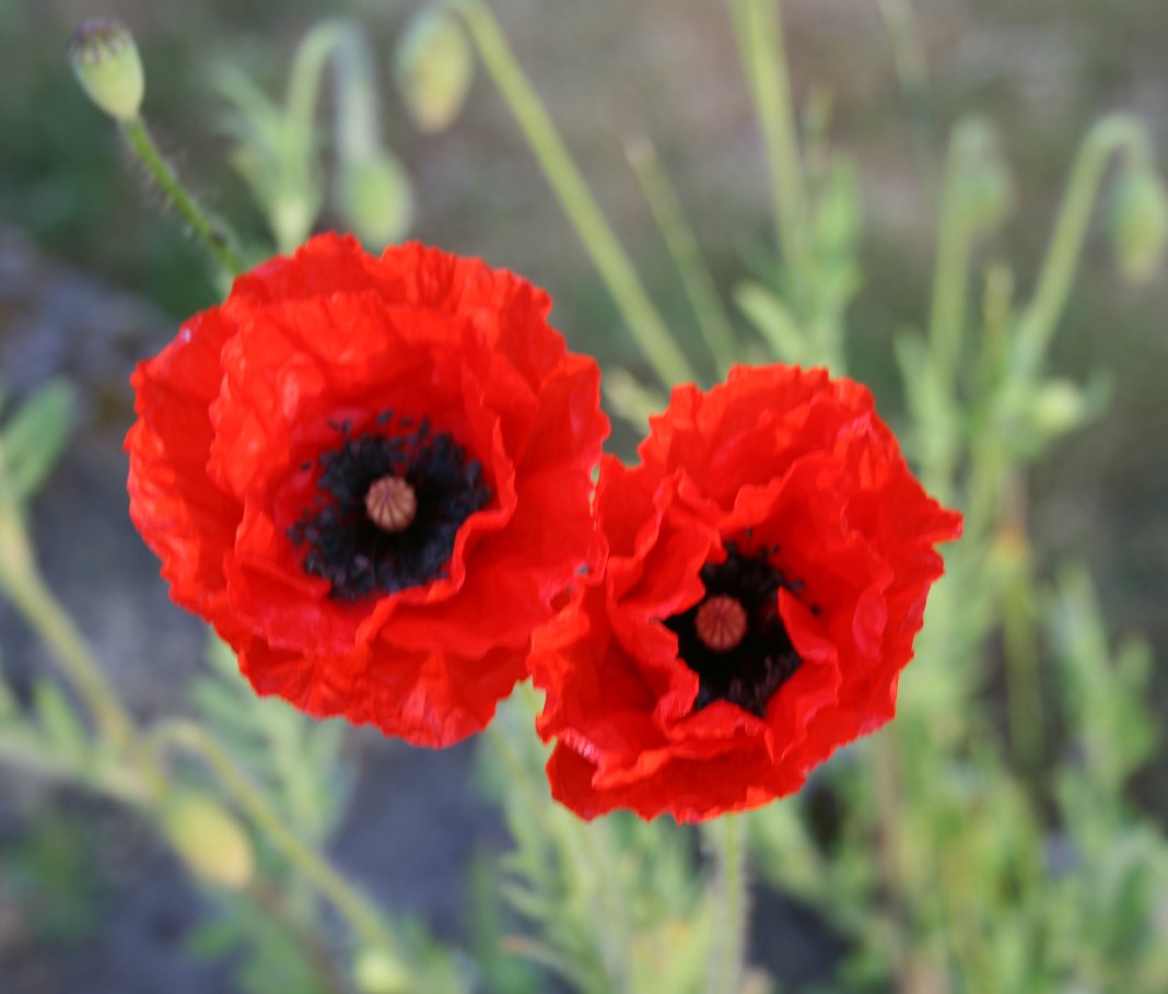 Mohn