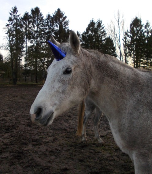 silvester