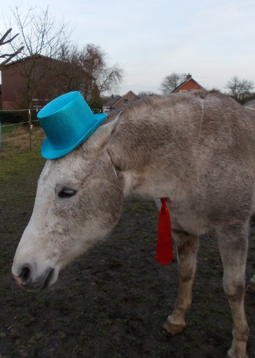 silvester