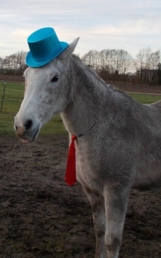 silvester