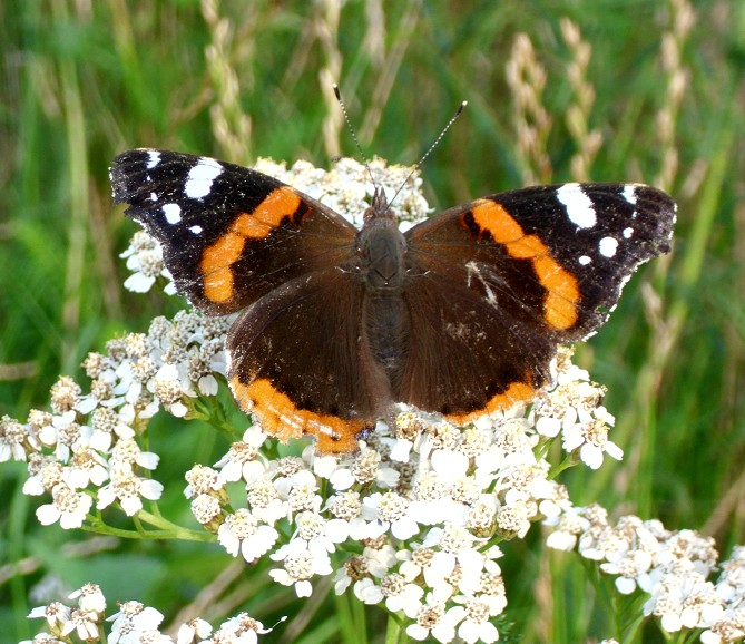 Schmetterling